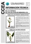 31. malas hierbas de los cultivos de menorca (vi).