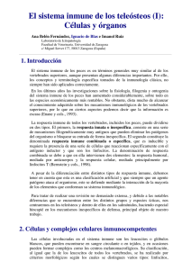 El sistema inmune de los teleósteos (I): Células y órganos