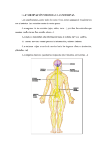 LA COORDINACIN NERVIOSA I: LAS NEURONAS