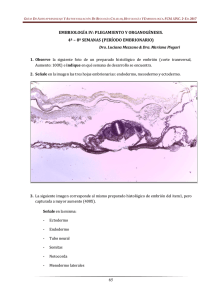 65 embriología iv: plegamiento y organogénesis. 4ª – 8ª semanas