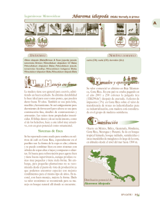 abarema idiopoda.pmd - Arboles de Centroamerica Homepage