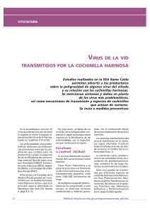 virus de la vid transmitidos por la cochinilla harinosa