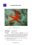 estrella espinosa roja - calahonda bajo el mar