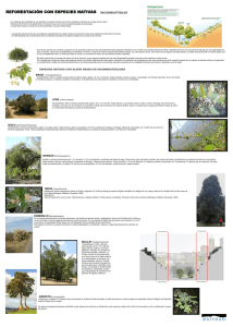 REFORESTACIÓN CON ESPECIES NATIVAS INCOMBUSTIBLES