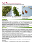 Hydrilla-Hydrilla verticillata - Atlas de Especies Invasoras de