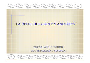 la reproducción en animales