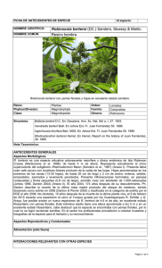 Robinsonia berteroi - Ministerio del Medio Ambiente