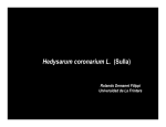 Hedysarum coronarium L. (Sulla)