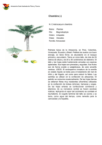 print - Amazonia