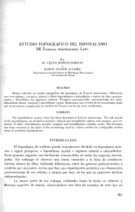 estudio topografico del hipotalamo - Repositorio de la Universidad