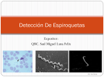 Diapositiva 1 - 1er Simposio de Espiroquetas, México 2014