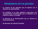 Metabolismo de los glúcidos