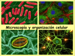 Microscopía y organización celular