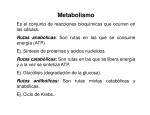 Metabolismo