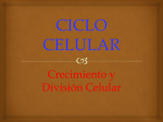Ciclo Celular - Manuel Tellez