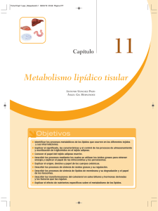Metabolismo lipídico tisular