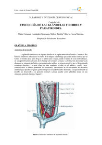 fisiología de las glándulas tiroides y paratiroides.