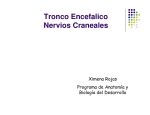 Tronco Encefalico Nervios Craneales - U