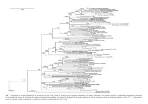 Fig. 7. Resultados del análisis filogenético de secuencias del gen