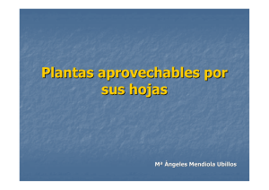 Plantas aprovechables por sus hojas