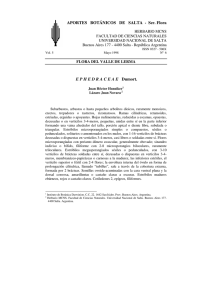 6. EPHEDRACEAE - Universidad Nacional de Salta