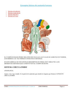 Conceptos básicos de anatomía humana SISTEMA CIRCULATORIO