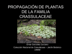 propagación de plantas de la familia crassulaceae