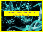 Neurona, potencial de reposo y potencial de acción