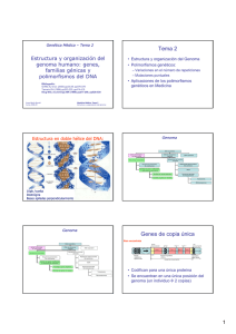 Tema 2 Genes de copia única