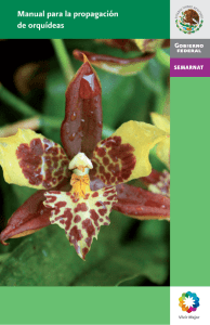 Manual para la propagación de orquídeas