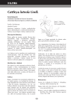Cattleya luteola Lindl. - Revistas científicas de la UNALM