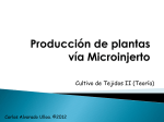 Producción de plantas vía Microinjerto