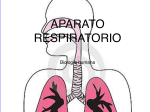 Enfermedades aparato respiratorio y tabaco