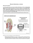 08-Músculos Abdominales y lumbares