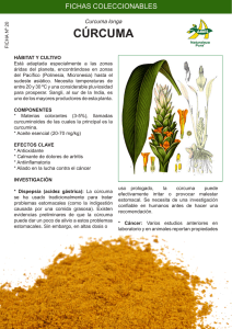 cúrcuma - Laboratorios Abies