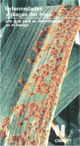 Enfermedades y plagas del trigo