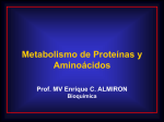 Metabolismo de Proteínas y Aminoácidos