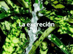 La excreción