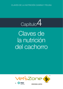 Claves de la nutrición del cachorro