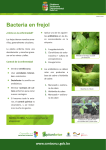 Bacteria en frejol