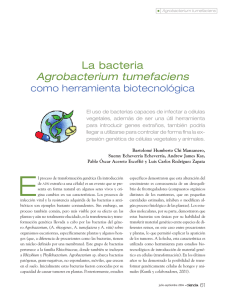 La bacteria Agrobacterium tumefaciens como