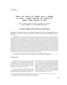 Efectos del Cloruro de Cobalto sobre el Epitelio de Unión y Epitelio