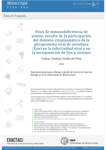 Virus de inmunodeficiencia de simios: estudio de la participación
