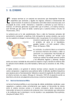 Capítulo 5. El Cerebro (archivo pdf, 2 mb)