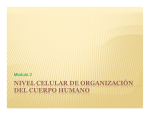 NIVEL CELULAR DE ORGANIZACIÓN DEL CUERPO HUMANO