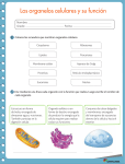 Los organelos celulares y su función