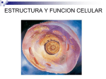 2.2.Estructura y función celular PRISCILA