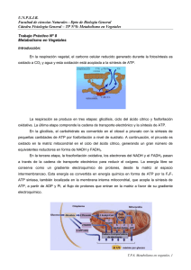 TP Nº 8 Metabolismo en vegetales