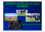 lechera alimentación de la vaca - Sitio Argentino de Producción