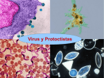 Virus y Protoctistas - Cambios de configuración no servidor (centros